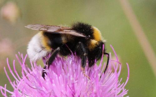 Bombus vestalis